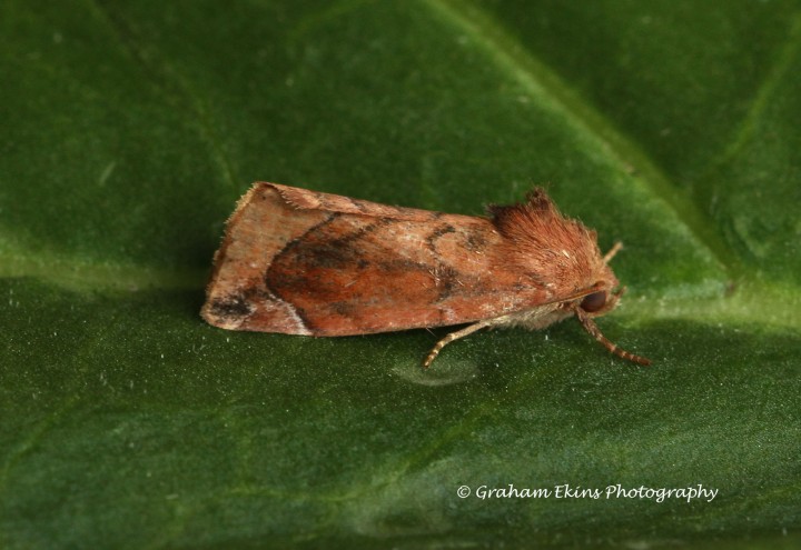 Cosmia pyralina  Lunar Spotted Pinion 3 Copyright: Graham Ekins