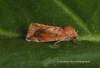 Cosmia pyralina  Lunar Spotted Pinion 3