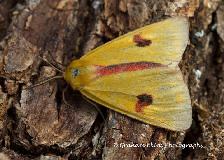 Clouded Buff  Diacrisia sannio Copyright: Graham Ekins