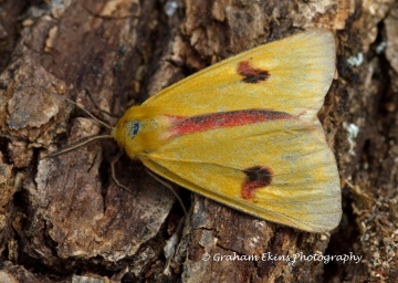 Clouded Buff  Diacrisia sannio Copyright: Graham Ekins