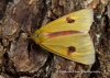 Clouded Buff  Diacrisia sannio Copyright: Graham Ekins