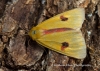 Clouded Buff  Diacrisia sannio