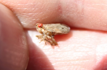 Issus coleoptratus just after ecdysis Copyright: Paul Gymer