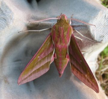 Elephant Hawkmoth 3 Copyright: Stephen Rolls