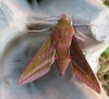 Elephant Hawkmoth 3 Copyright: Stephen Rolls