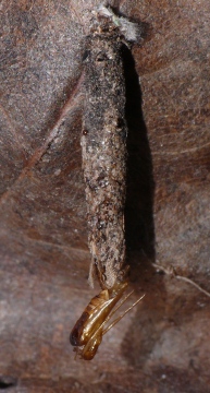Male Taleporia tubulosa larval case after moth emergence Copyright: Peter Furze