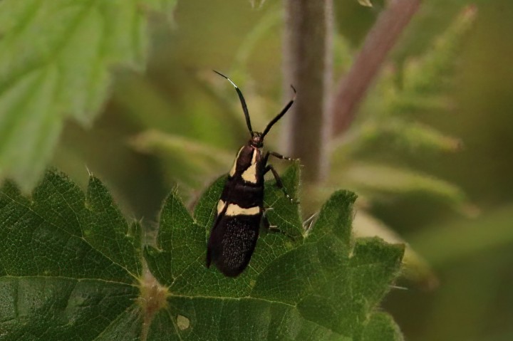 Dasycera oliviella Copyright: Ken Hudgell