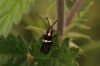 Dasycera oliviella Copyright: Ken Hudgell