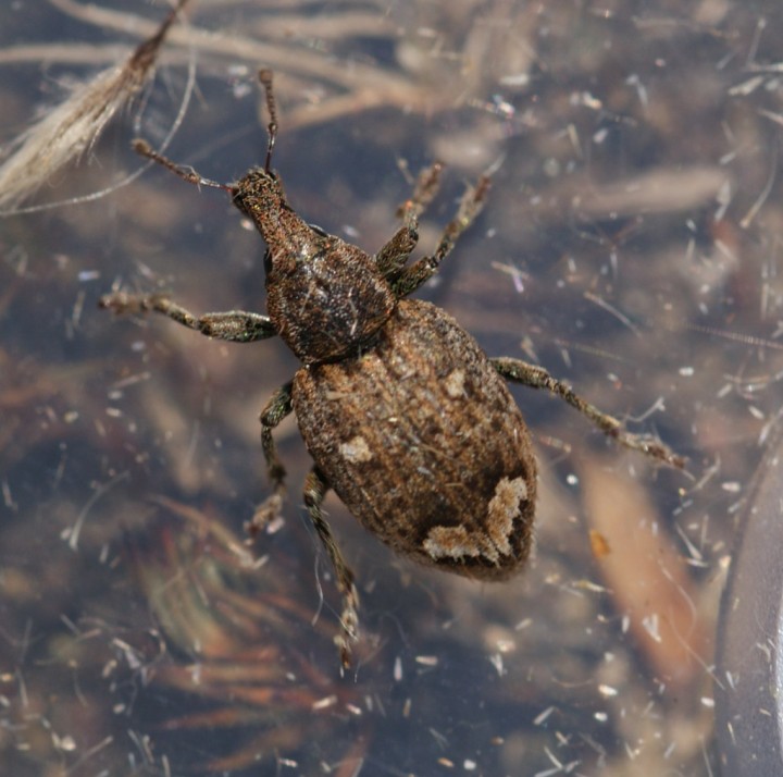 Graptus triguttatus Copyright: Robert Smith