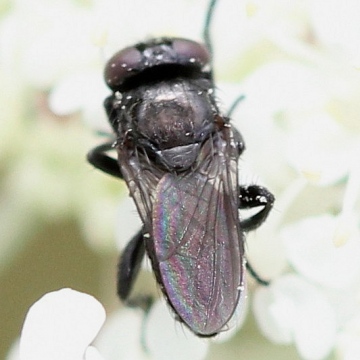 Litophasia hyalipennis (female) Copyright: Jeremy Richardson