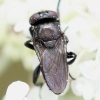 Litophasia hyalipennis (female) Copyright: Jeremy Richardson