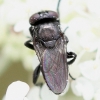 Litophasia hyalipennis (female) 