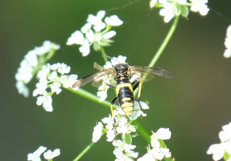 Wayward sawfly Terling Copyright: Peter Squire