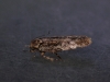 Carpatolechia decorella Copyright: Peter Furze