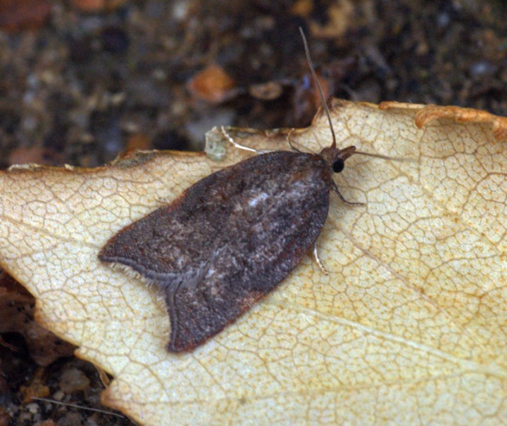 Acleris rhombana 4 Copyright: Ben Sale