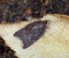 Acleris rhombana 4