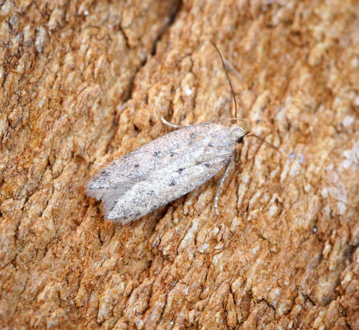 Bryotropha senectella 1 Copyright: Ben Sale