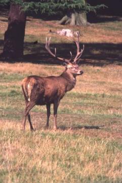 Cervus elaphus Copyright: Peter Harvey