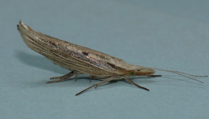 Ypsolopha nemorella Copyright: Peter Furze