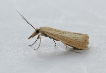 Agriphila straminella Copyright: Graham Ekins