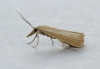 Agriphila straminella Copyright: Graham Ekins