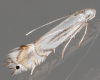 Phyllocnistis saligna 07-06-2022 Copyright: Bill Crooks