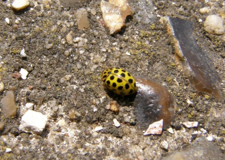 22 spot ladybird Copyright: Sue Grayston