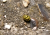 22 spot ladybird 