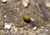 22 spot ladybird