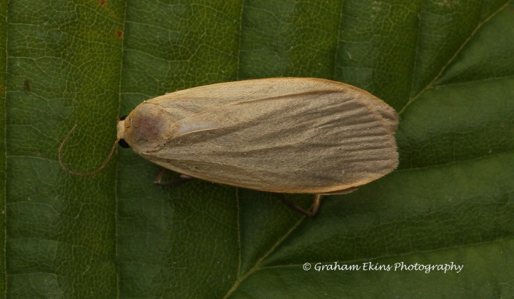 Eilema griseola  Dingy Footman Copyright: Graham Ekins