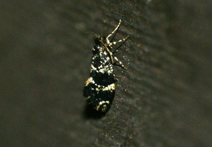 Narycia duplicella 1 Copyright: Ben Sale