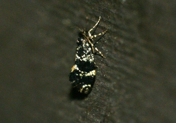 Narycia duplicella 1 Copyright: Ben Sale