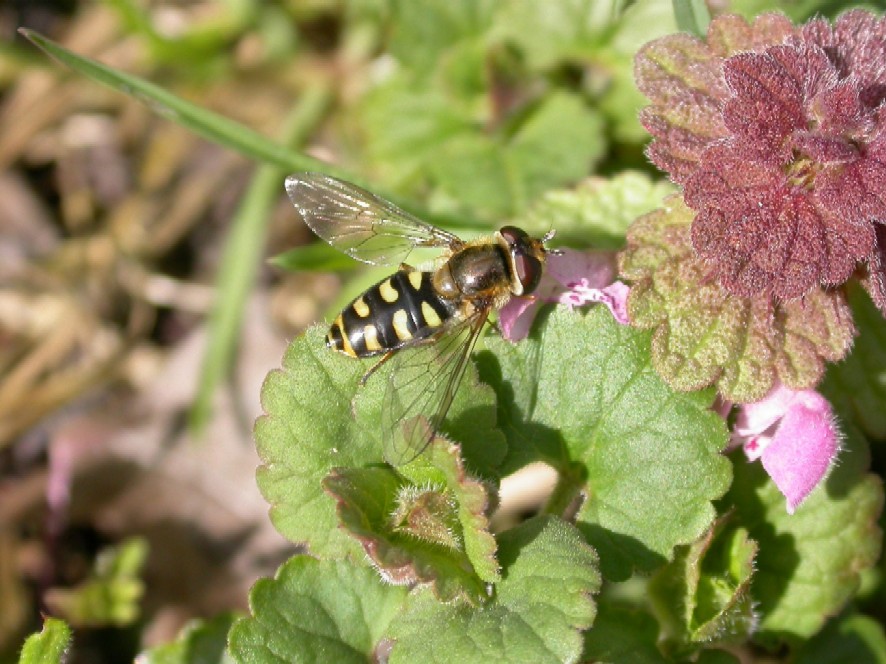 A hoverfly Syrphus sp Copyright: Malcolm Riddler