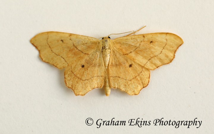 Idaea emarginata      Small Scallop Copyright: Graham Ekins