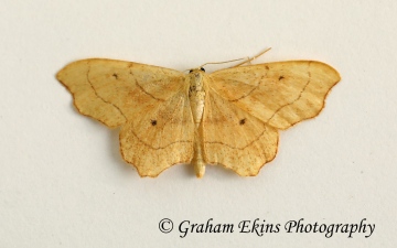 Idaea emarginata      Small Scallop Copyright: Graham Ekins