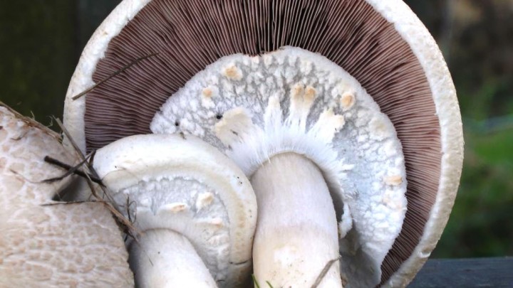 Agaricus fissuratus 2 Copyright: Graham Smith