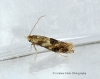 Bucculatrix demaryella 2