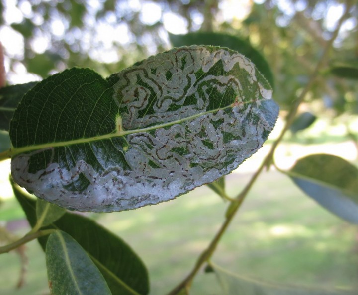 Phyllocnistis sp Copyright: Stephen Rolls