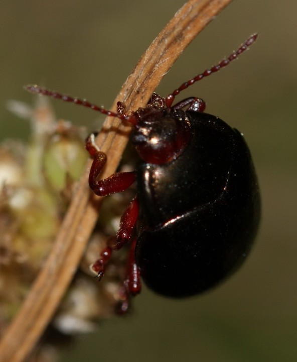 Chrysolina banksii 01 Copyright: Robert Smith