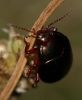 Chrysolina banksii 01 Copyright: Robert Smith