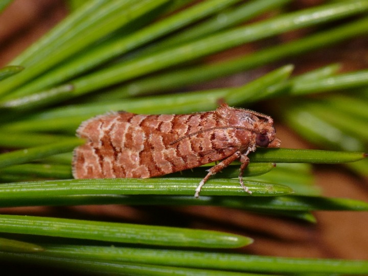 Lozotaeniodes formosanus on Monterey Pine Copyright: Peter Furze