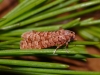Lozotaeniodes formosanus on Monterey Pine 