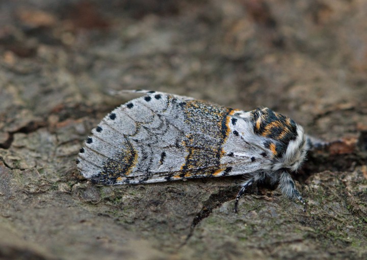 Furcula bifida 2 Copyright: Graham Ekins