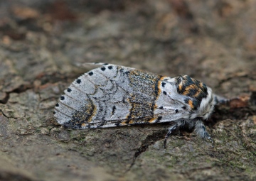 Furcula bifida 2 Copyright: Graham Ekins