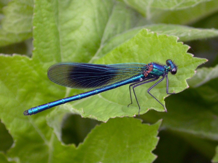 Banded Damoiselle (M)  Calopteryx splendens Copyright: Malcolm Riddler