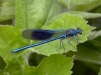 Banded Damoiselle (M)  Calopteryx splendens 