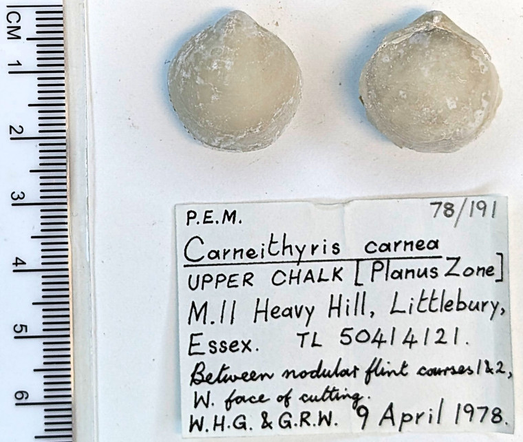 Brachiopod Carneithyris carnea Littlebury Heavy Hill M11 1978 Copyright: William George