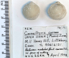 Brachiopod Carneithyris carnea Littlebury Heavy Hill M11 1978 