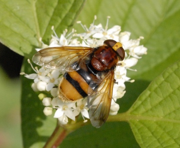 Volucella zonaria - jme7183 Copyright: John Everett