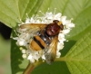 Volucella zonaria - jme7183 Copyright: John Everett